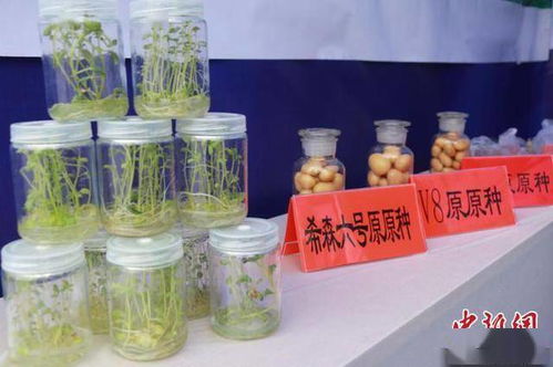 科技赋能，提质增效 中国马铃薯产业的主粮化之路与增值探索